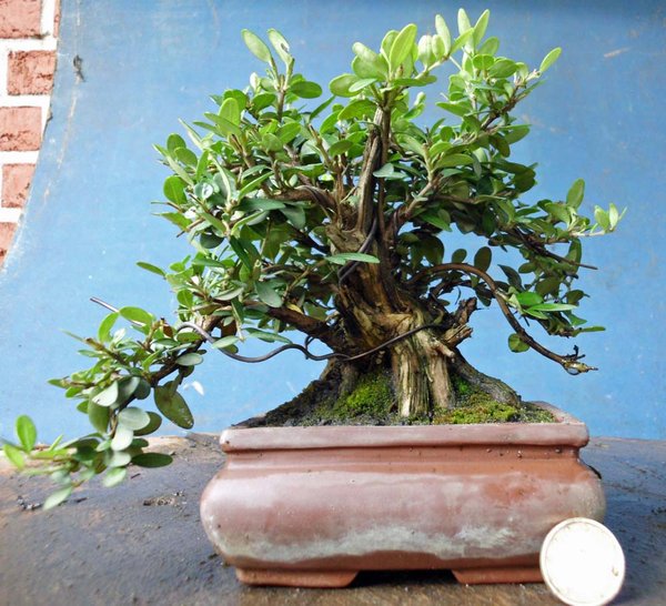 lonicera nitida m 1.jpg