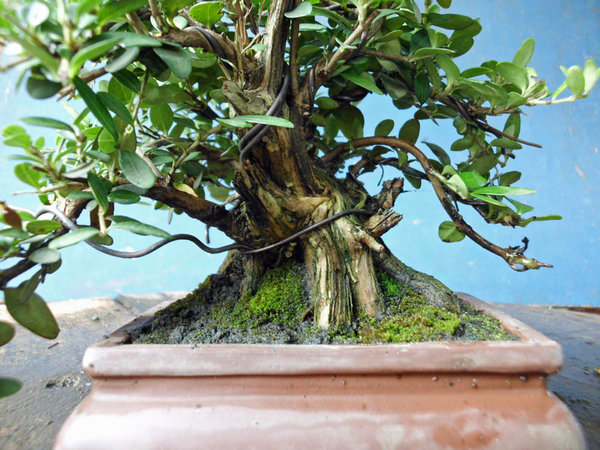 lonicera nitida m 2.jpg