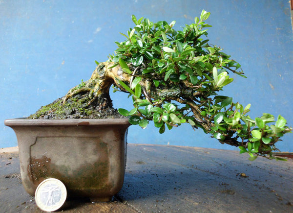 lonicera nitida n 1.jpg
