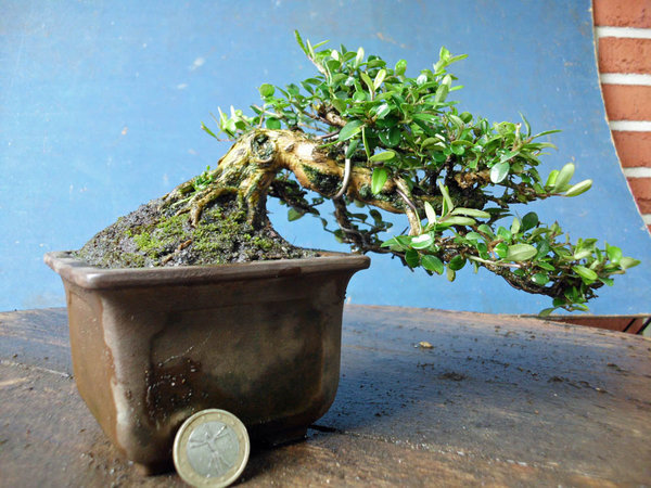 lonicera nitida n 2.jpg