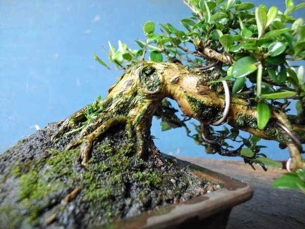 lonicera nitida n 3.jpg
