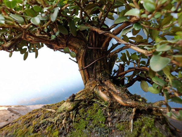 lonicera nitida o 2.jpg