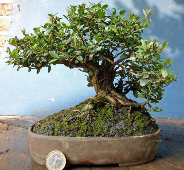 lonicera nitida o 1.jpg