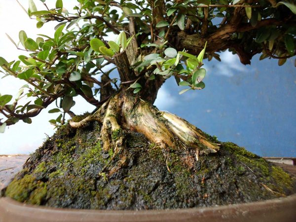 lonicera nitida o 4.jpg