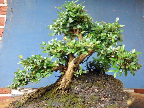 lonicera nitida p 3.jpg