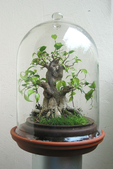 Ficus benjamina