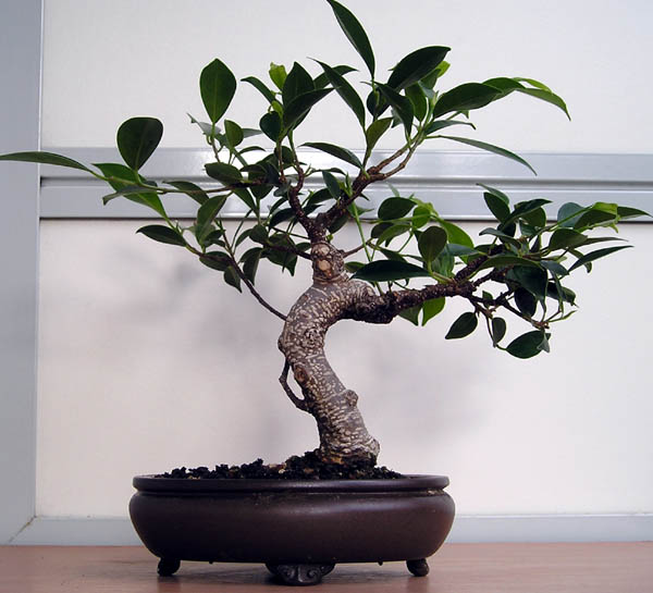 Ficus am 1. August