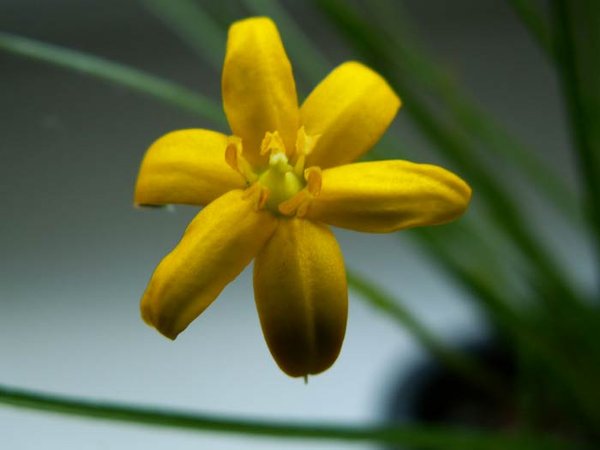 Rhodo-gelb-2.jpg