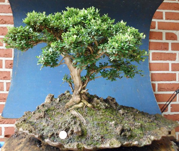 lonicera nitida 2.jpg