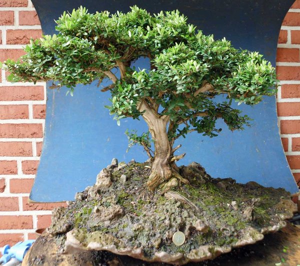 lonicera nitida 3.jpg