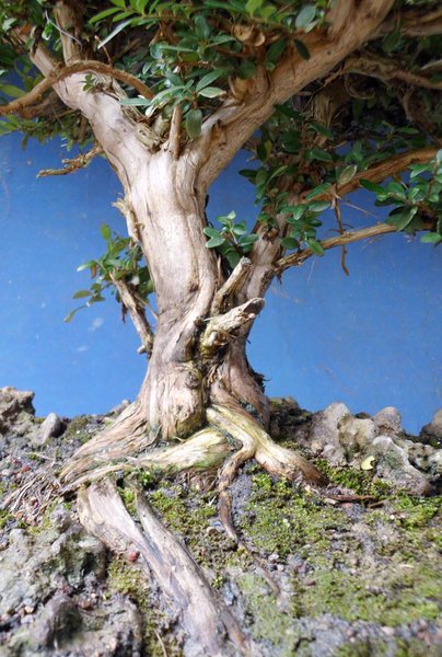 lonicera nitida 6.jpg
