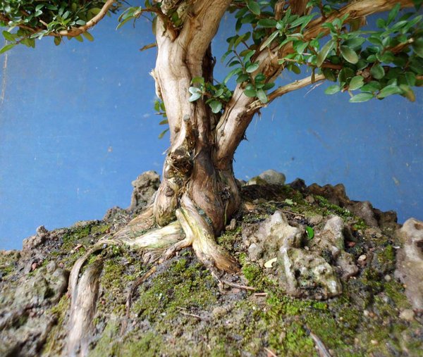 lonicera nitida 8.jpg