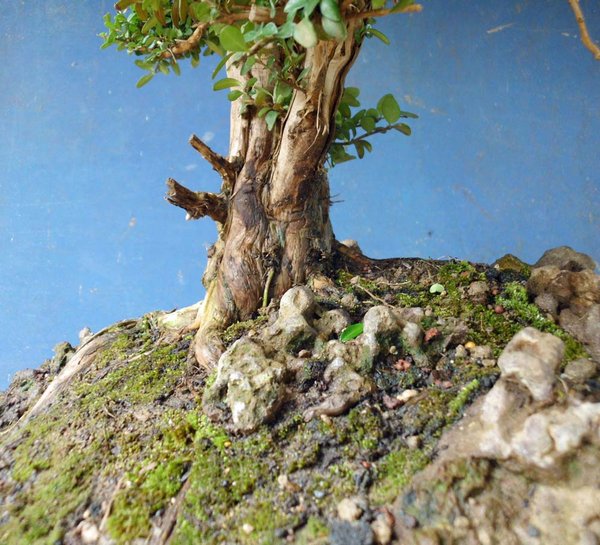 lonicera nitida 9.jpg