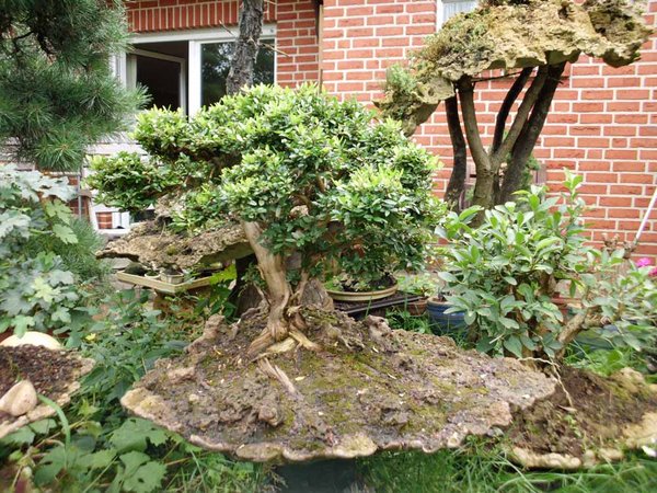 lonicera nitida 10.jpg