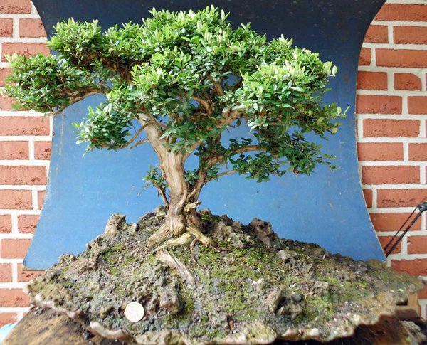 lonicera nitida 1.jpg