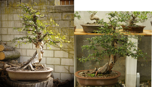 Vorher 2009 - Nachher 2011