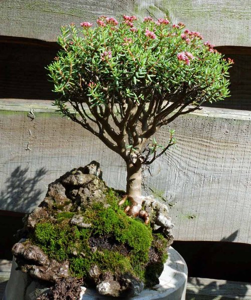 anne sarcocaulis 2011 5.jpg