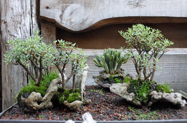 anne sarcocaulis 2011 7.jpg