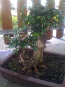 Orangenjasmin 004.JPG
