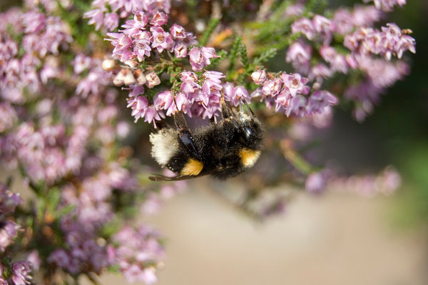 Hummel.jpg