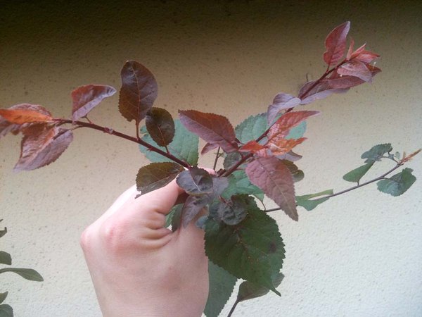 prunus_2011_08-2.jpg