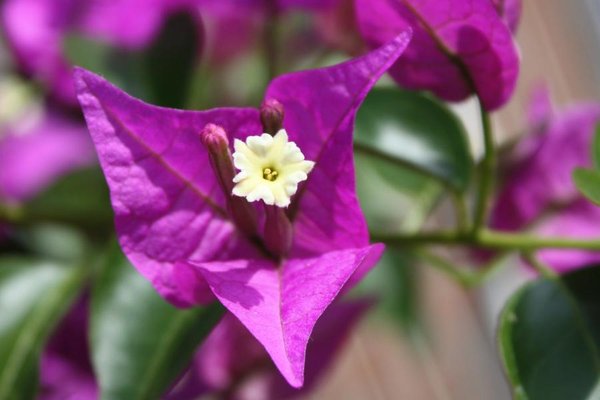 Blüte.JPG