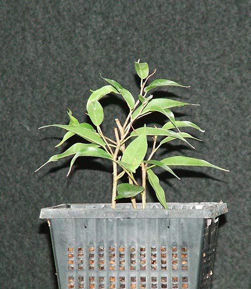 ficus_ca_02.jpg