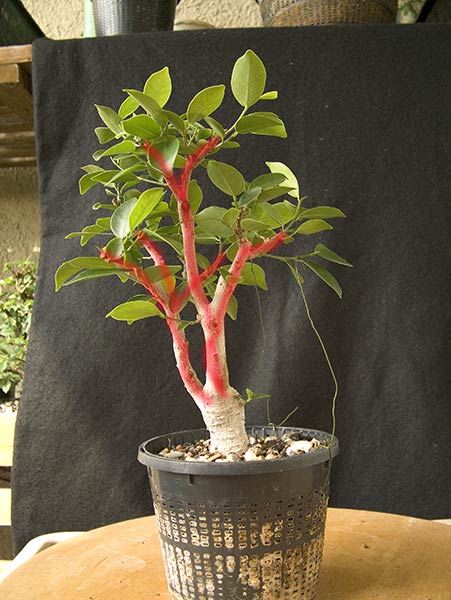 ficus_ca_05.jpg