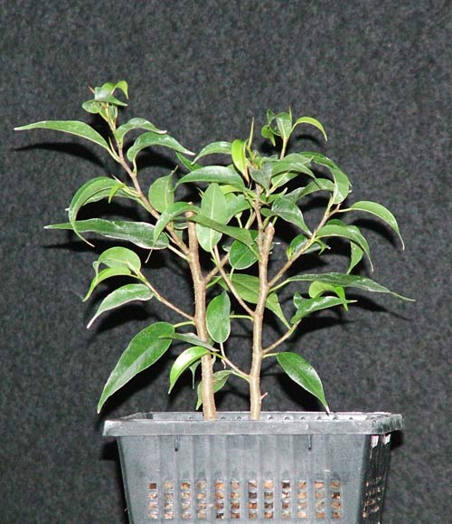 ficus_ca_04.jpg