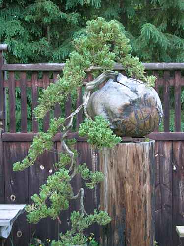 Blue Rug Juniper