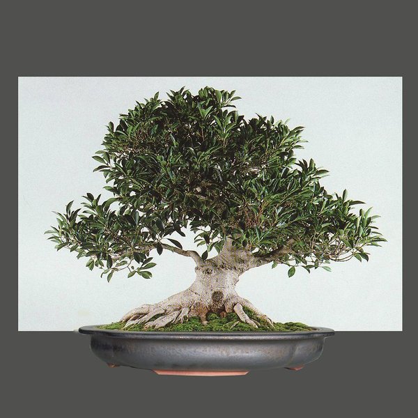 k-Ficus retusa virtual Kopie.jpg