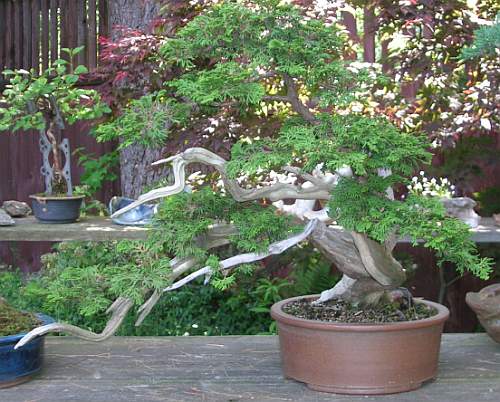 White Cedar (Thuja)