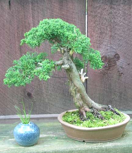 Chinese Juniper - in Entwicklung