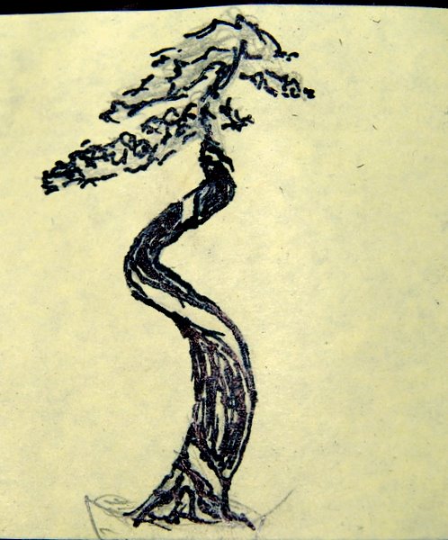 Juniperus squamata für Jürgen