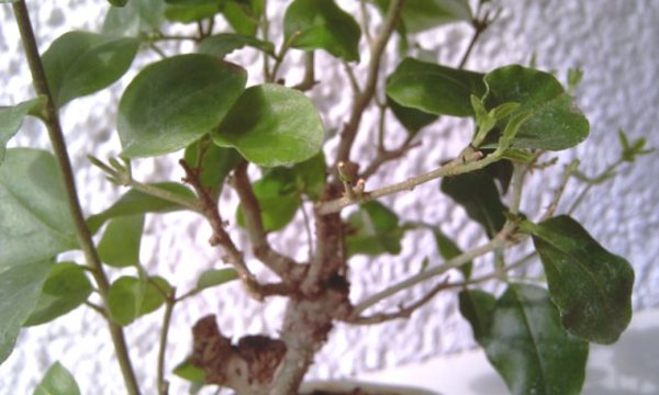 IMAG0202.jpg