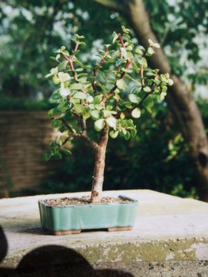 Portulak jung 1997.jpg