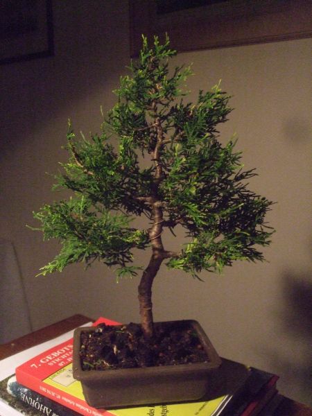 Thuja-Sämling 8-11.jpg