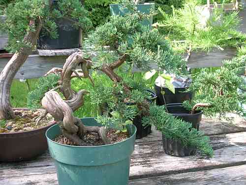 Noch was "Normales".
<br />Blue Rug Juniper in der Entwicklung.