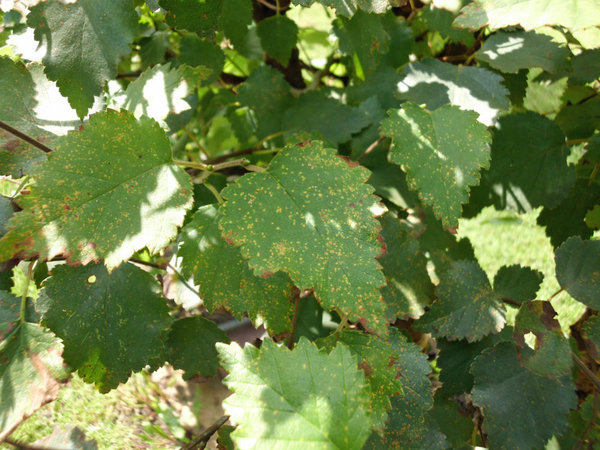 schadbild betula pubescens.jpg