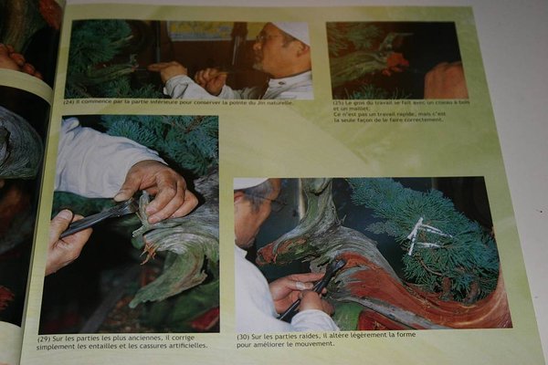 Kawabe France Bonsai 41 004.jpg