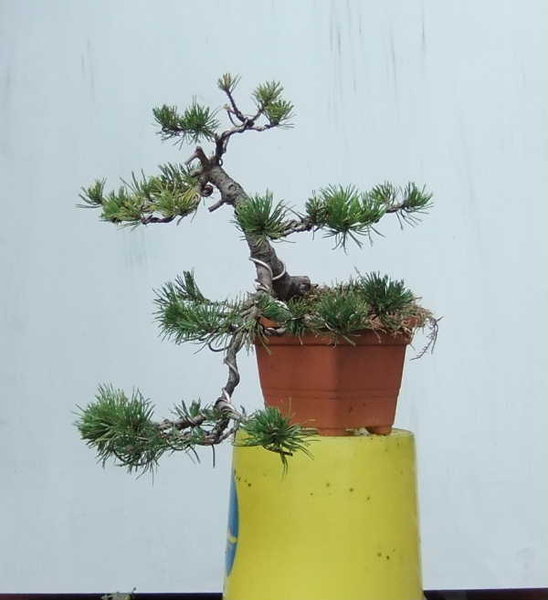 012-Aug11-PinMug.JPG