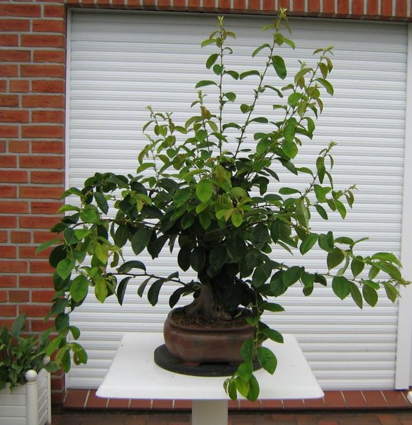 Zwischenablage01.jpg
