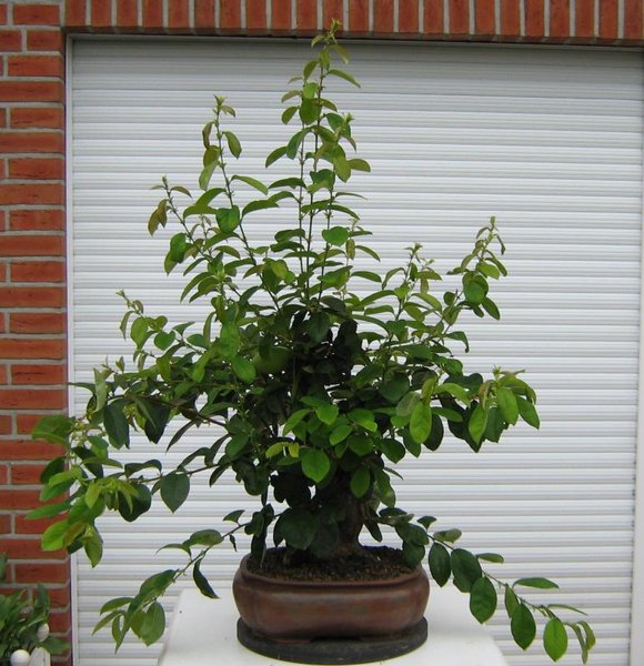 Zwischenablage02.jpg