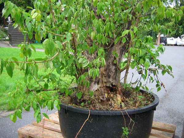 cornus-001bear-web.jpg