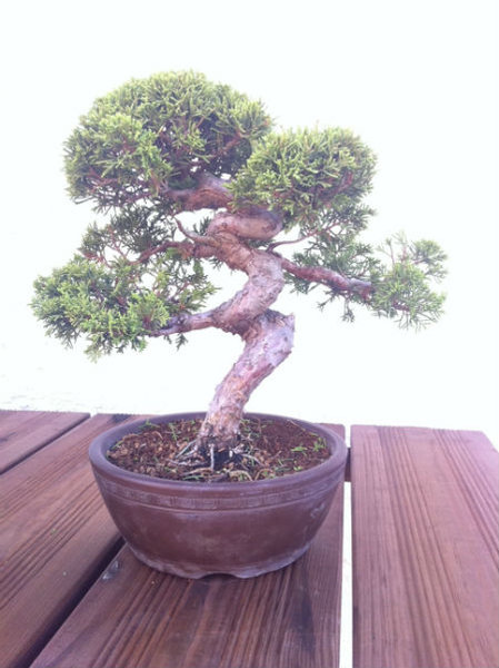 bonsai-chin-wacholder-kl.jpg
