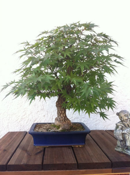 bonsai-ahorn-kl.jpg