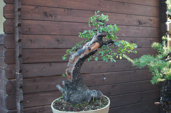 prunus-1.jpg