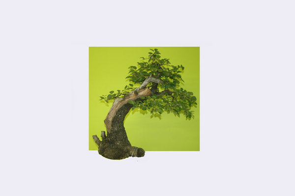 prunus-A.jpg