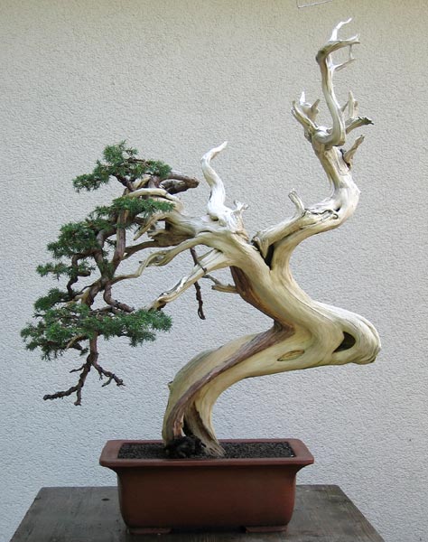 juniperus-004bear-web.jpg