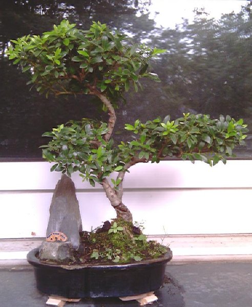 ilex1.jpg